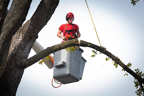 Tree and Shrub Care in Haysville, KS